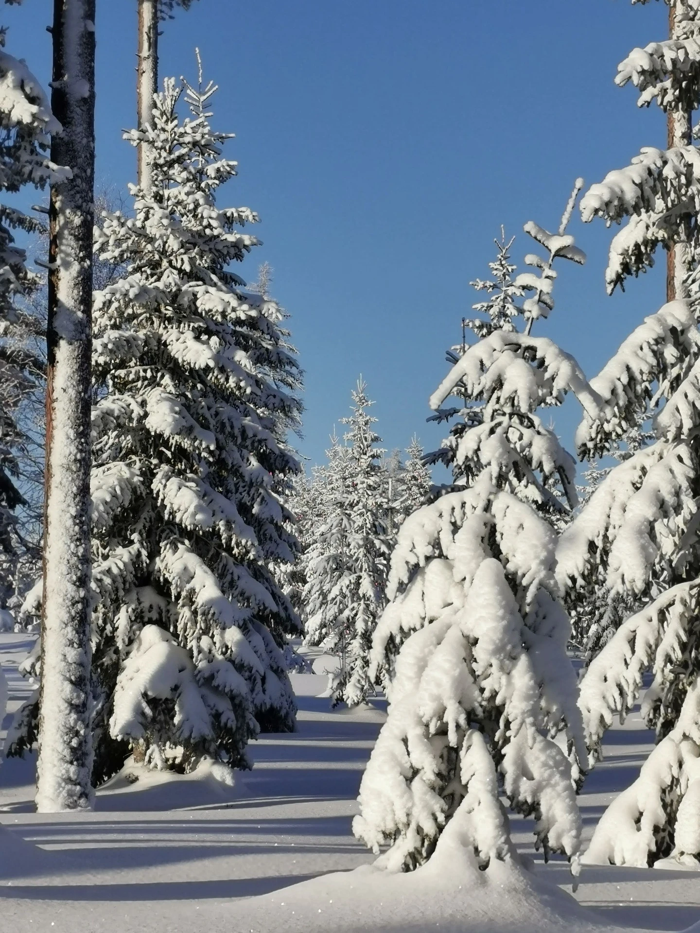 Snötäckt vinterlandskap under en guidad vandring i Höga Kusten